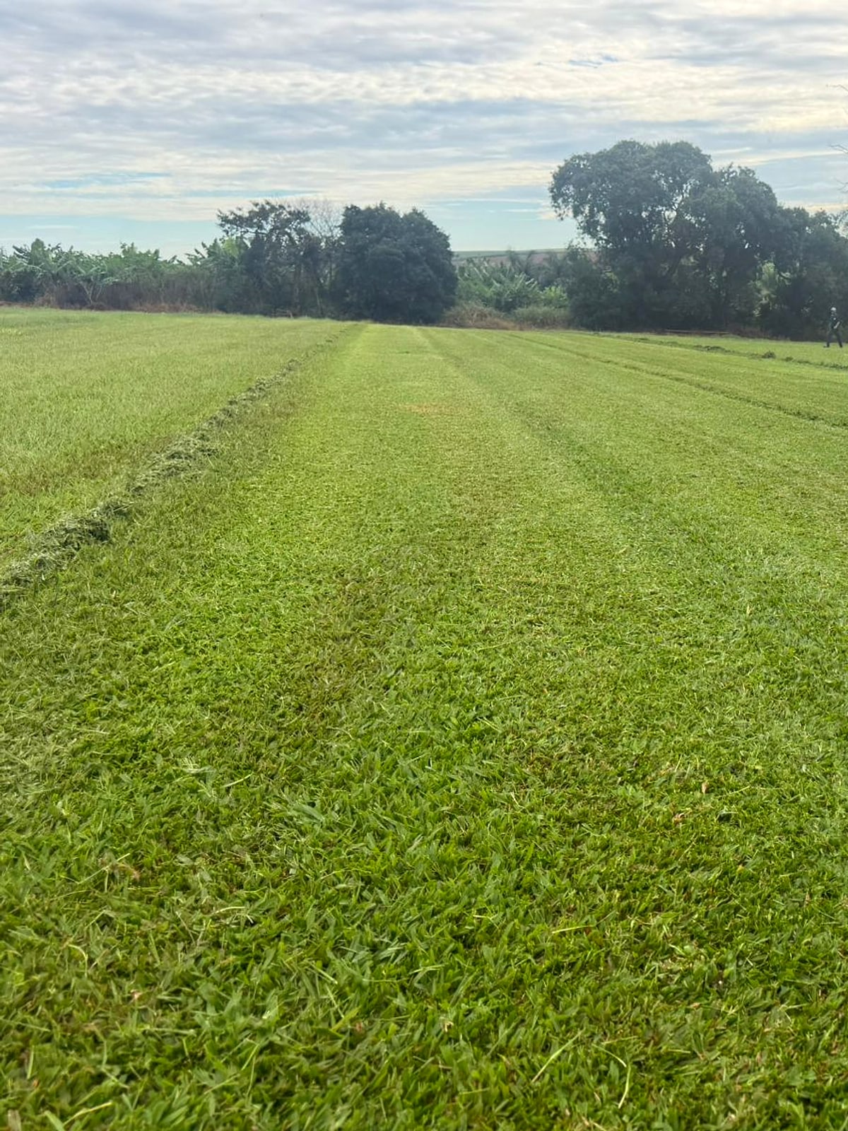 Trator preparando o campo de cultivo da São Carlos Plus